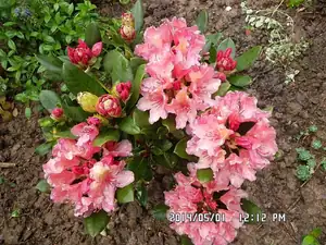 rhododendron nový