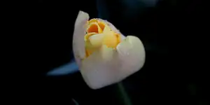 tulipánek