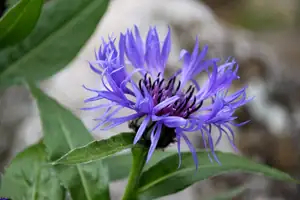 chrpa