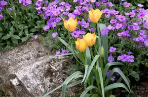 tulipánky a tařička