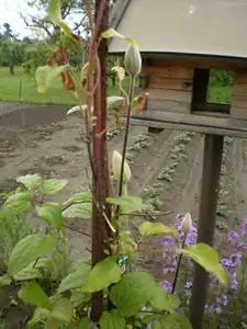 bumble-bee — 8. května 2014
