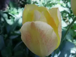 tulip