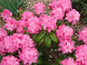 Rododendron