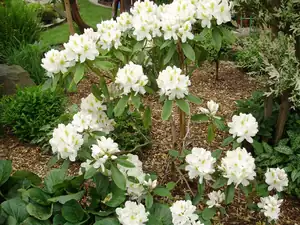 Rododendron