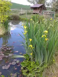 iris66 — 19. května 2014