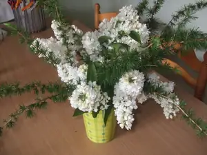 iris66 — 19. května 2014