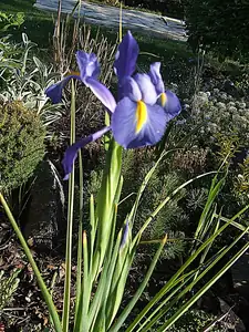 iris