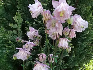 iris66 — 20. května 2014