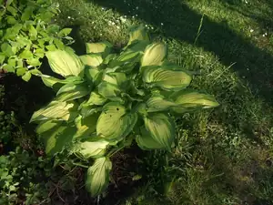 iris66 — 20. května 2014
