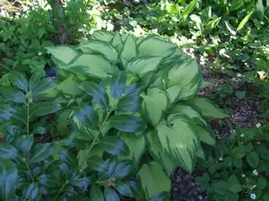 iris66 — 20. května 2014