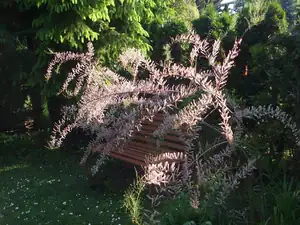 tamaryšek