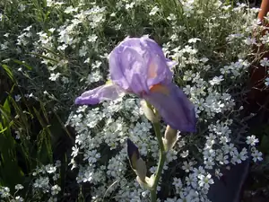 iris66 — 20. května 2014