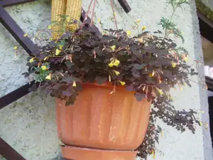 Oxalis přezimovaný
