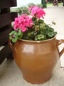 Muškát přezimovaný