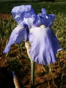 Kosatce