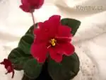 Saintpaulia Alamo Red