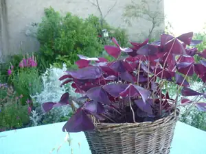 oxalis