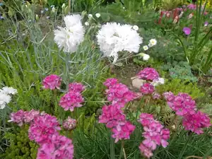 ludmila60 — 26. května 2014