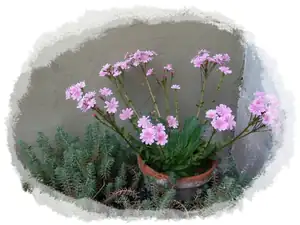 iris66 — 26. května 2014