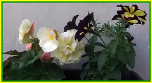 iris66 — 26. května 2014