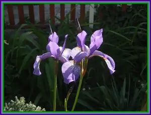 iris66 — 26. května 2014