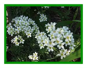 iris66 — 26. května 2014