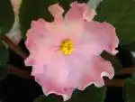 Saintpaulia Blushing Ivory