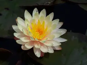 N. Mangkala Ubol