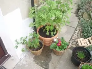 citronový muškát z Řecka