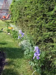 iris66 — 1. června 2014