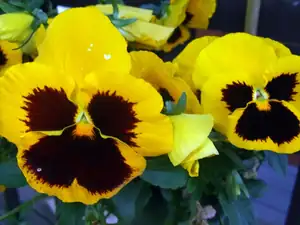 iris66 — 1. června 2014