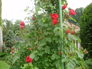muškatek — 1. června 2014