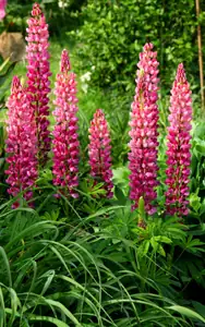 lupiny...