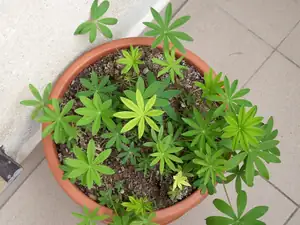 lupina