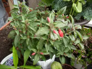 fuchsie