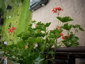 pelargonie