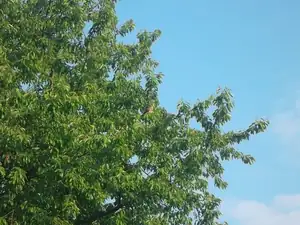 Sokol???