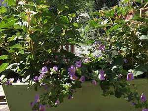 bacopa fialová