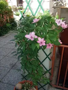 klematis