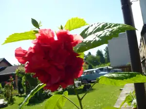 kosnikovna — 9. června 2014