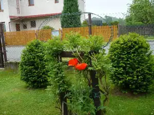 kosnikovna — 9. června 2014