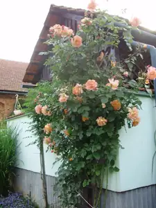 muškatek — 11. června 2014