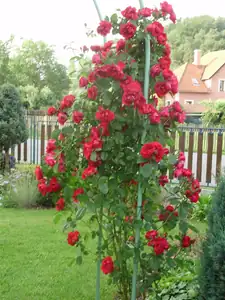 muškatek — 11. června 2014