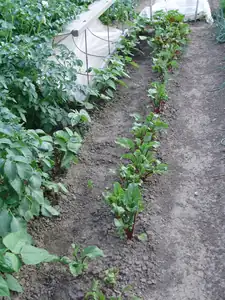 Červená řepa ,fazolky