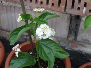 lantana (libora) b