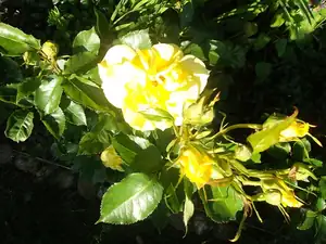 ludmila60 — 12. června 2014