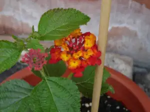 lantana (libora)
