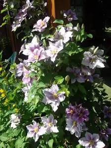 Clematis pořád kvete