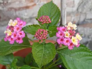 lantana (libora) sv. r
