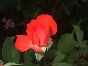 iris66 — 12. června 2014